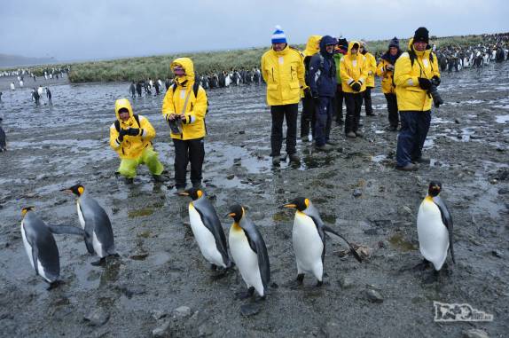 Passageiros do Sea Spirit se encantam com os pinguins de Salisbury Plain, na Geórgia do Sul